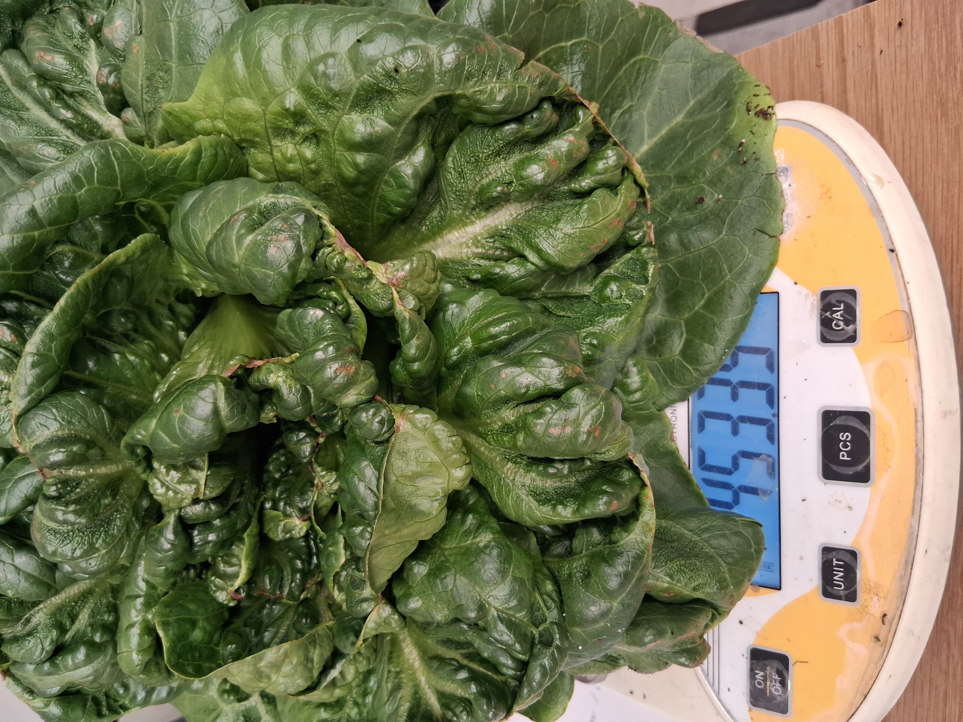 Récolte à haut rendement avec le système Rhizoviva