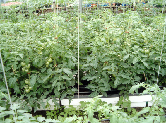 Bac prototype Rhizoviva dans une serre de tomates à Mirabel