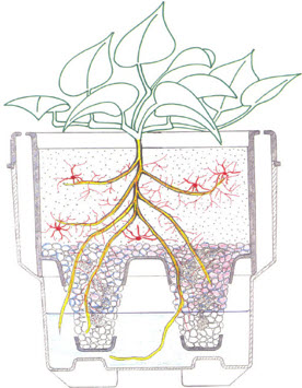 Biostimulant