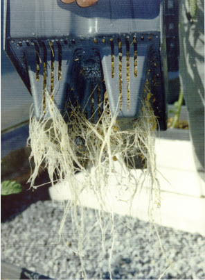 Racines développées dans le système Rhizoviva