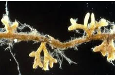 Racines se développant dans le système Rhizoviva