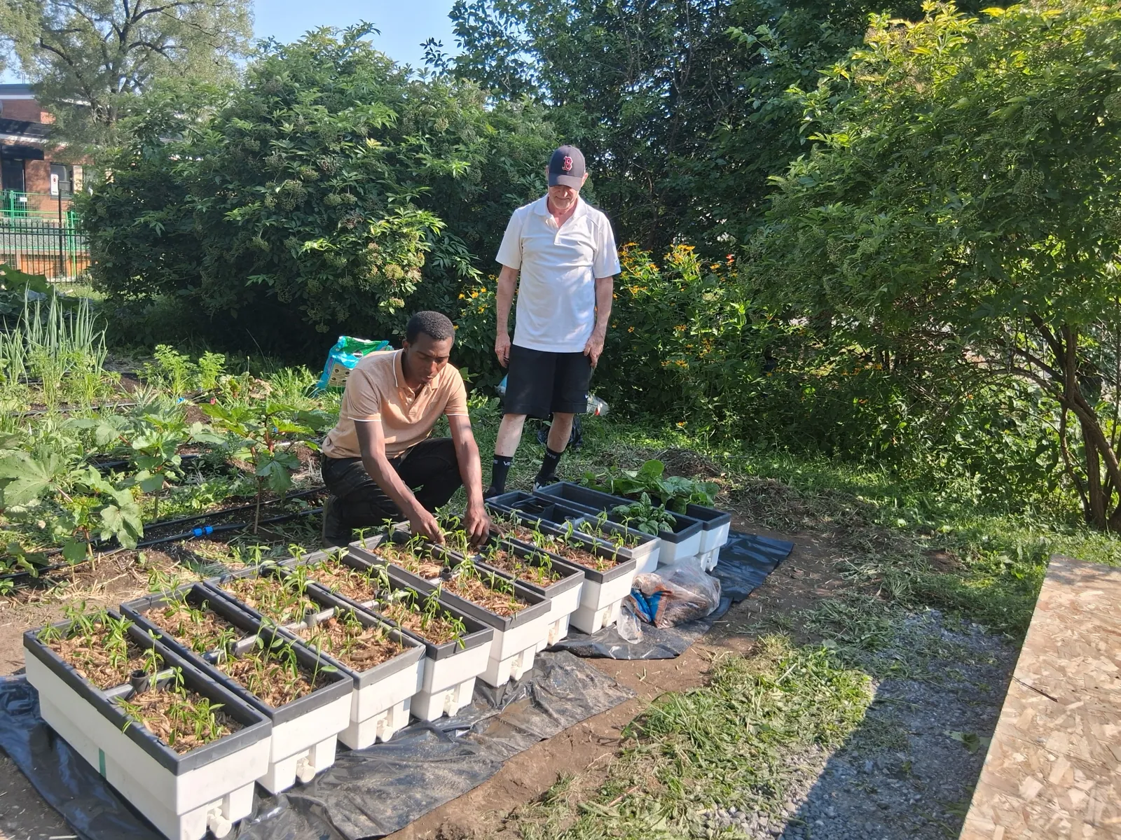 Essais de culture au jardin du Centre Lasallien