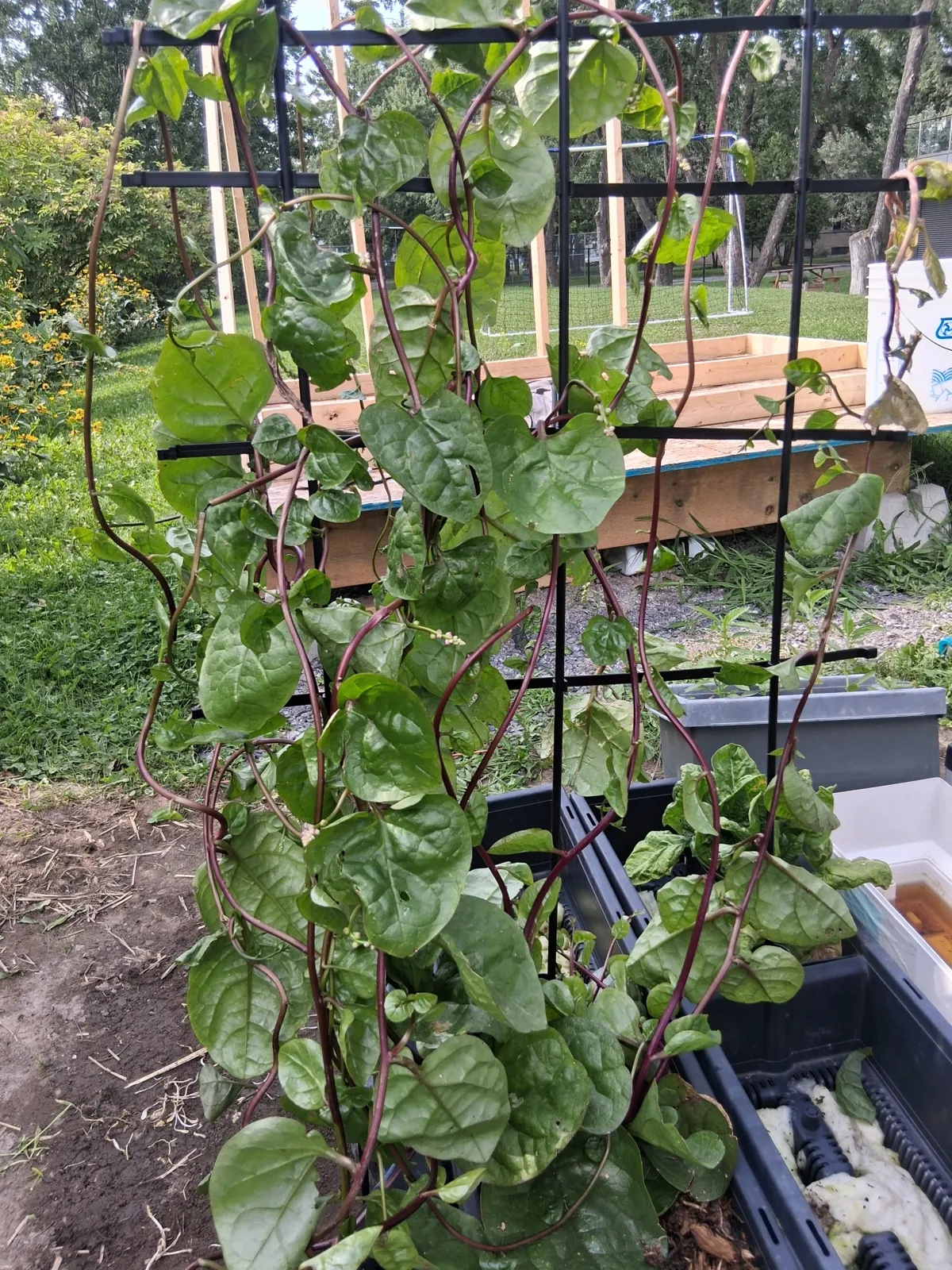 Épinard grimpant cultivé avec le système Rhizoviva