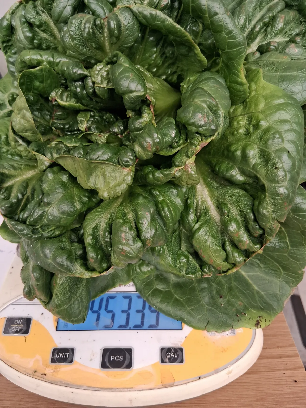 Pesée d'une laitue cultivée avec le système Rhizoviva