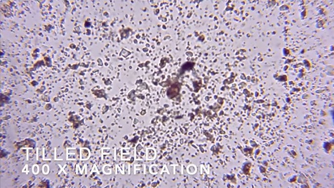 Sol pauvre en organismes observé au microscope