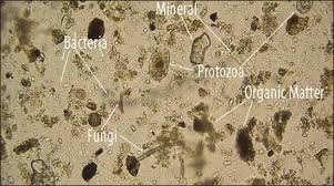Sol vivant riche en microorganismes observé au microscope