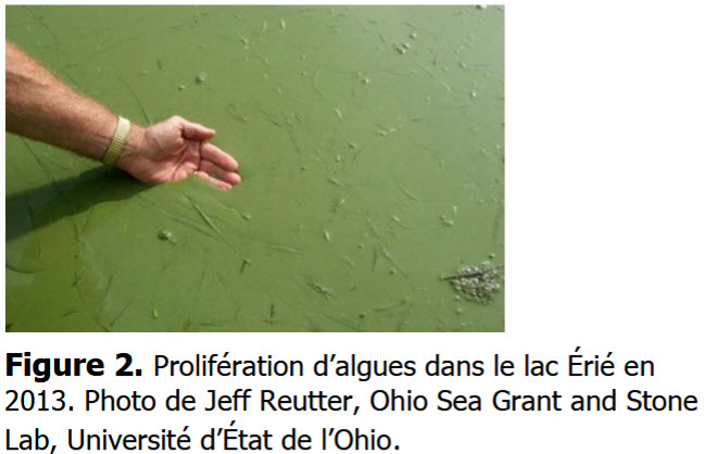 Prolifération d’algues dans le lac Érié