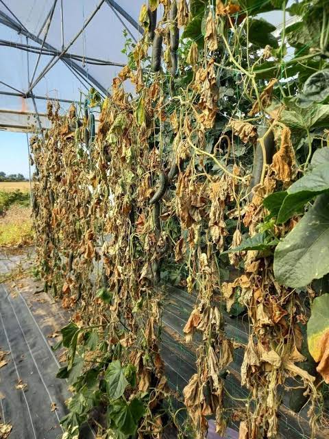 Plants atteints par Phytophthora
