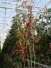 Plants atteints par le virus du fruit rugueux brun de la tomate